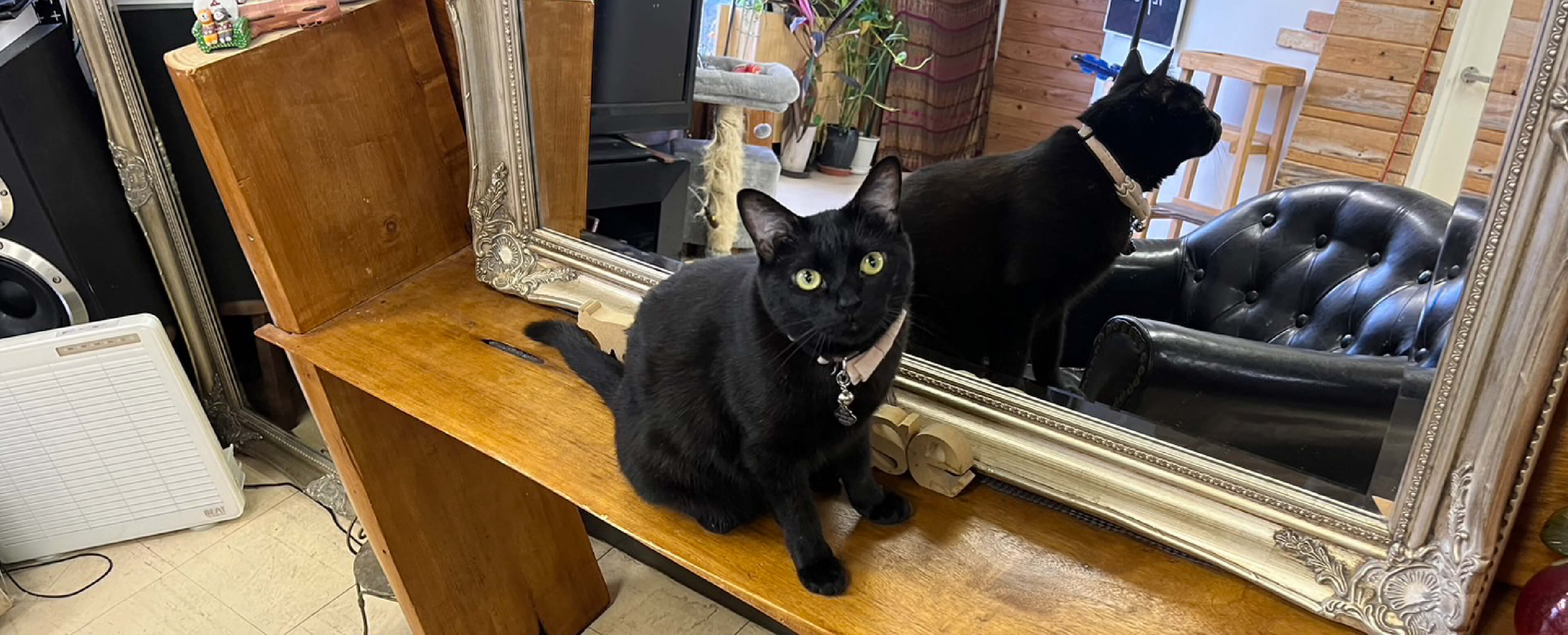 ripouseの店内で看板猫TSUKIちゃんがいる写真