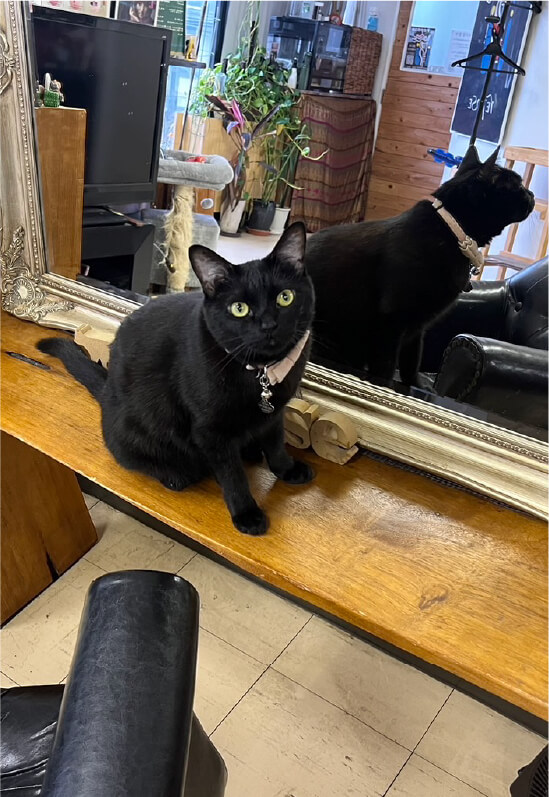 reposeの看板猫TSUKIちゃんの写真